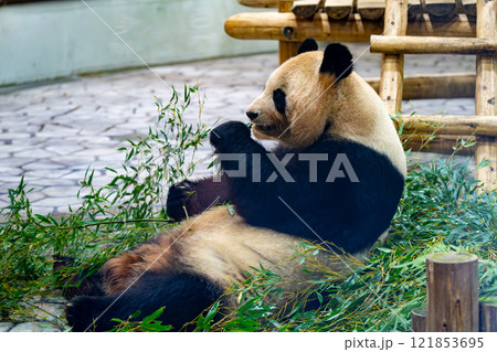 ジャイアントパンダの写真 121853695