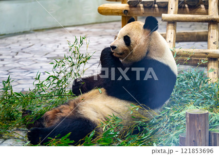 ジャイアントパンダの写真 ジャイアントパンダの写真 121853696