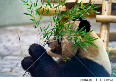 ジャイアントパンダの写真 ジャイアントパンダの写真 121853698