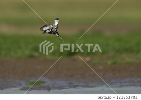 Pied Kingfisher hunting Pied Kingfisher hunting 121853703