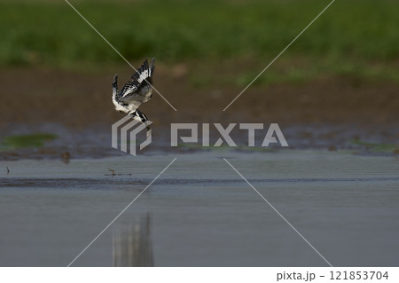 Pied Kingfisher hunting Pied Kingfisher hunting 121853704