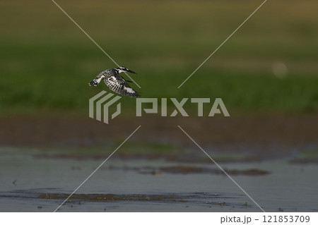 Pied Kingfisher hunting Pied Kingfisher hunting 121853709