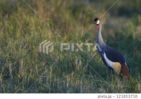 Grey Crowned Crane 121853710