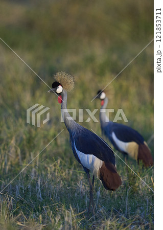 Grey Crowned Crane 121853711