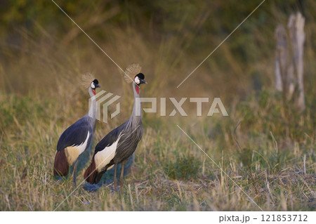 Grey Crowned Crane 121853712