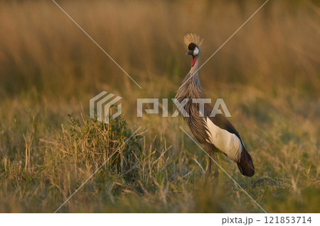 Grey Crowned Crane Grey Crowned Crane 121853714