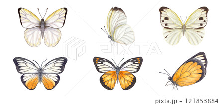 White orange and black Butterflies clip art watercolor hand painted illustration. Flying, fluttering and sitting moth butterflies set. Insect element for celebrate invitation decor, book design 121853884