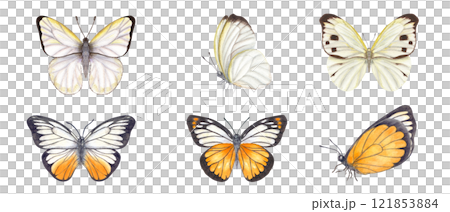 White orange and black Butterflies clip art watercolor hand painted illustration. Flying, fluttering and sitting moth butterflies set. Insect element for celebrate invitation decor, book design 121853884