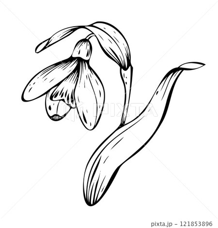 Snowdrop vector illustration. Spring flowers in bloom. Black ink hand-drawn linear design of delicate white blossoms with leaves. Botanical set in contour style on isolated background. 121853896