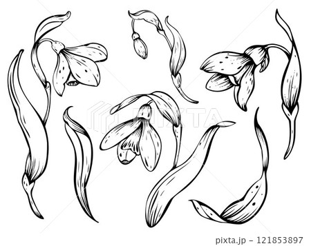 Snowdrop vector illustration. Spring flowers in bloom. Black ink hand-drawn linear design of delicate white blossoms with leaves. Botanical set in contour style on isolated background. 121853897