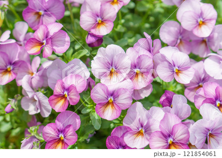 ビオラの背景 121854061