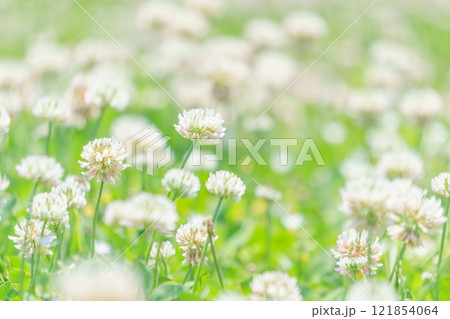 シロツメクサの花畑 シロツメクサの花畑 121854064