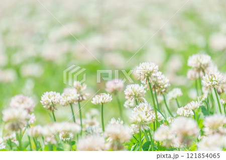 シロツメクサの花畑 シロツメクサの花畑 121854065