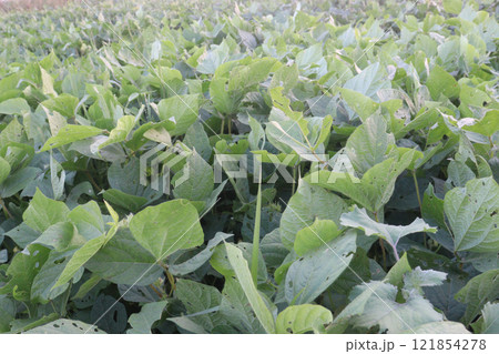 Vigna mungo plant on farm for harvest 121854278