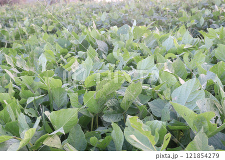 Vigna mungo plant on farm for harvest 121854279