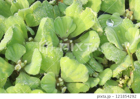 Water lettuce plant on water 121854292