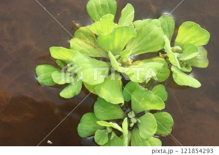Water lettuce plant on water 121854293
