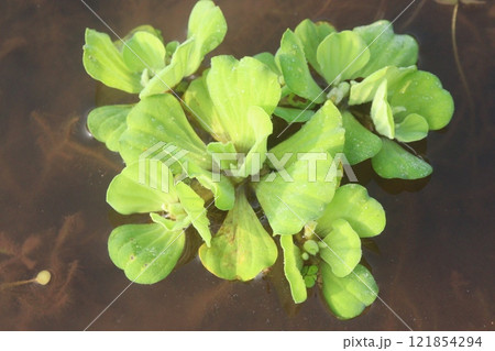 Water lettuce plant on water Water lettuce plant on water 121854294