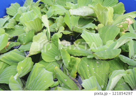 Water lettuce plant on water 121854297