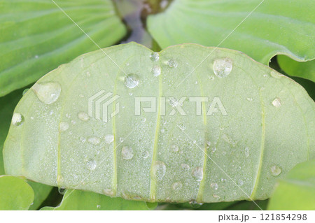 Water lettuce plant on water Water lettuce plant on water 121854298