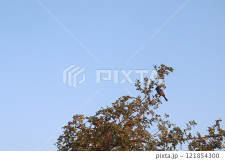 Ziziphus mauritiana fruit on tree in farm 121854300