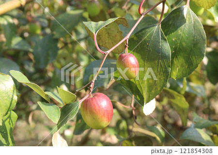 Ziziphus mauritiana fruit on tree in farm Ziziphus mauritiana fruit on tree in farm 121854308