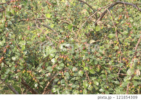 Ziziphus mauritiana fruit on tree in farm 121854309