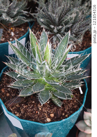 Agave filifera leaf plant on farm 121854316