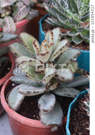 Chocolate soldier leaf plant on nursery Chocolate soldier leaf plant on nursery 121854317