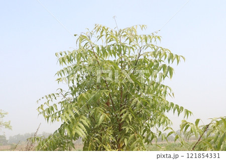 Azadirachta Indica tree on garden 121854331