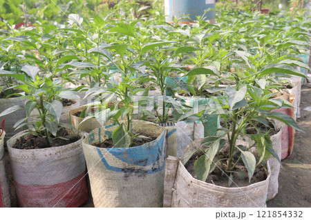 Malagueta Chili Pepper on tree in farm 121854332