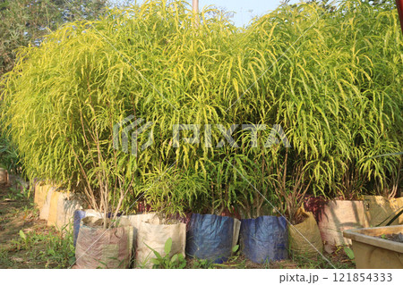 Akalipa yellow tree plant on farm 121854333