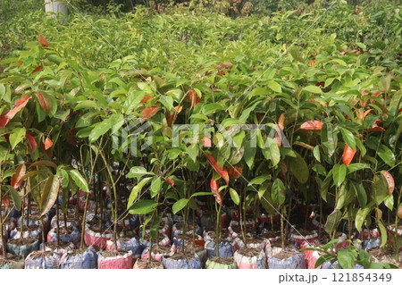 Avocado plant on nursery for sell Avocado plant on nursery for sell 121854349