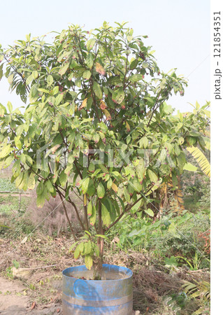 Baccaurea motleyana tree on farm Baccaurea motleyana tree on farm 121854351