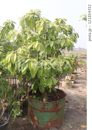 Baccaurea motleyana tree on farm Baccaurea motleyana tree on farm 121854352