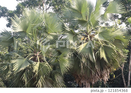 palm plant on field for juice 121854368