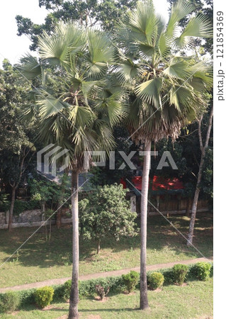palm plant on field for juice palm plant on field for juice 121854369