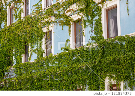 Blue building facade covered in green climbing ivy and window details Blue building facade covered in green climbing ivy and window details 121854373