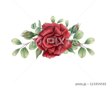 Ruby rose flower head with eucalyptus branch watercolor illustration. Blooming garden plant with green leaves. Composition for birthday greeting cards, invitation design, wedding concept, memorial day 121854585