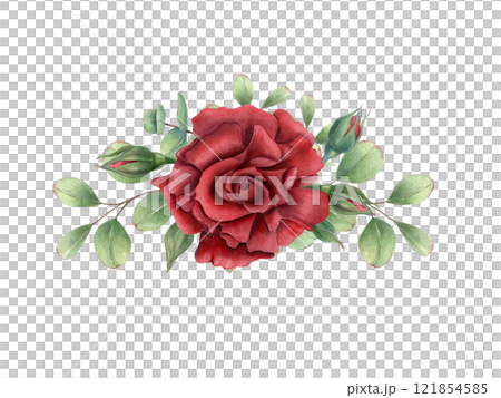 Ruby rose flower head with eucalyptus branch watercolor illustration. Blooming garden plant with green leaves. Composition for birthday greeting cards, invitation design, wedding concept, memorial day 121854585