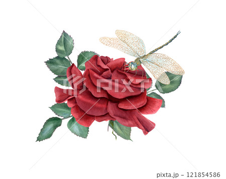 Garden blooming red rose with leaves watercolor isolated illustration. Single flower and greenery composition in realistic style. Floral bouquet for invitation design, Valentine day, Mother day cards Garden blooming red rose with leaves watercolor isolated illustration. Single flower and greenery composition in realistic style. Floral bouquet for invitation design, Valentine day, Mother day cards 121854586