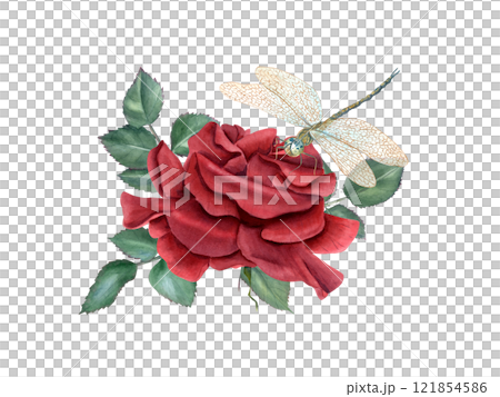Garden blooming red rose with leaves watercolor isolated illustration. Single flower and greenery composition in realistic style. Floral bouquet for invitation design, Valentine day, Mother day cards Garden blooming red rose with leaves watercolor isolated illustration. Single flower and greenery composition in realistic style. Floral bouquet for invitation design, Valentine day, Mother day cards 121854586
