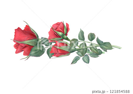 Garden red rose horizontal bouquet watercolor hand painted illustration isolated background. Vintage realistic flowers and green leaves on stem for wedding greeting, romantic invitation, memorial day Garden red rose horizontal bouquet watercolor hand painted illustration isolated background. Vintage realistic flowers and green leaves on stem for wedding greeting, romantic invitation, memorial day 121854588