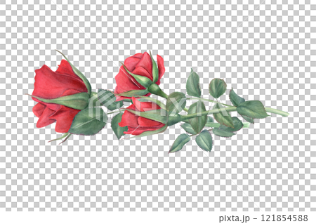 Garden red rose horizontal bouquet watercolor hand painted illustration isolated background. Vintage realistic flowers and green leaves on stem for wedding greeting, romantic invitation, memorial day Garden red rose horizontal bouquet watercolor hand painted illustration isolated background. Vintage realistic flowers and green leaves on stem for wedding greeting, romantic invitation, memorial day 121854588