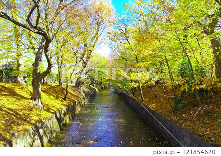 寒空の昭島市美堀橋から望む玉川上水 寒空の昭島市美堀橋から望む玉川上水 121854620