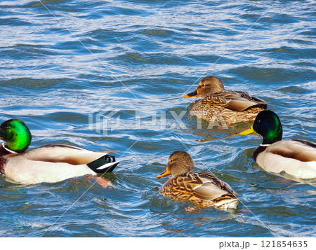 川を泳ぐマガモの群れ 川を泳ぐマガモの群れ 121854635