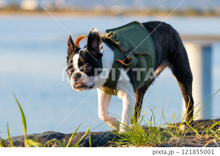 川を背景にしたボストンテリア 川を背景にしたボストンテリア 121855001