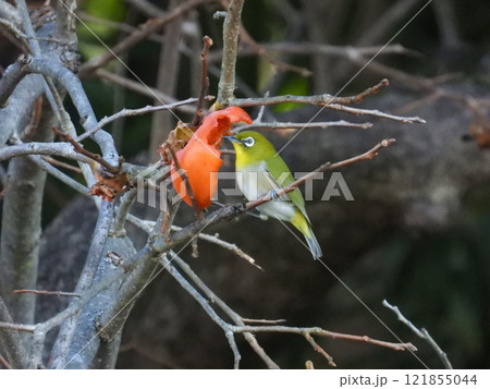 柿の実をついばむメジロ 柿の実をついばむメジロ 121855044