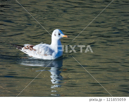 優雅に泳ぐユリカモメ 121855059