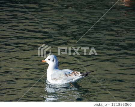 優雅に泳ぐユリカモメ 優雅に泳ぐユリカモメ 121855060